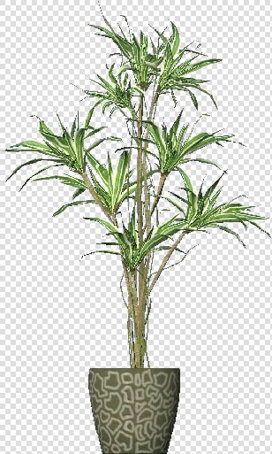 3d Flowers   Dracena   Acca Software   Vaso De Planta 3d Png  Transparent PngTransparent PNG