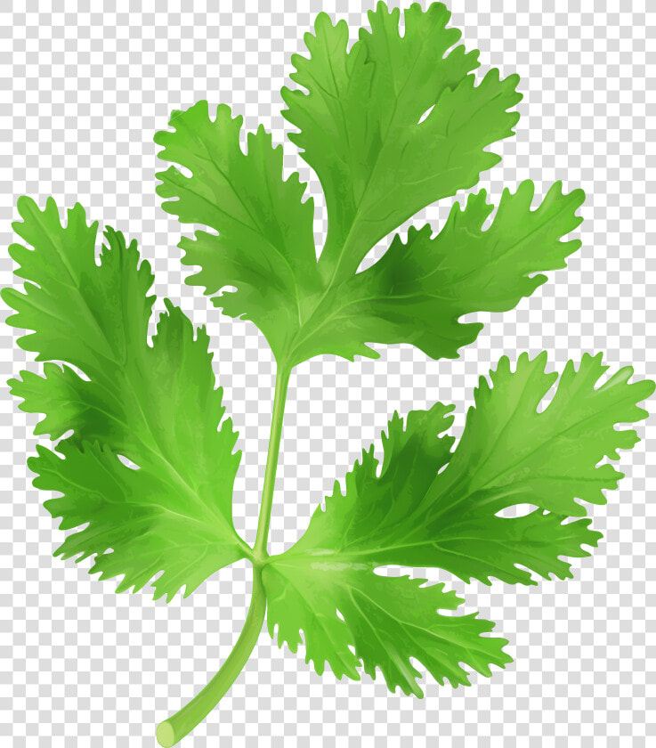 Clip Art Cilantro Clip Art  HD Png DownloadTransparent PNG