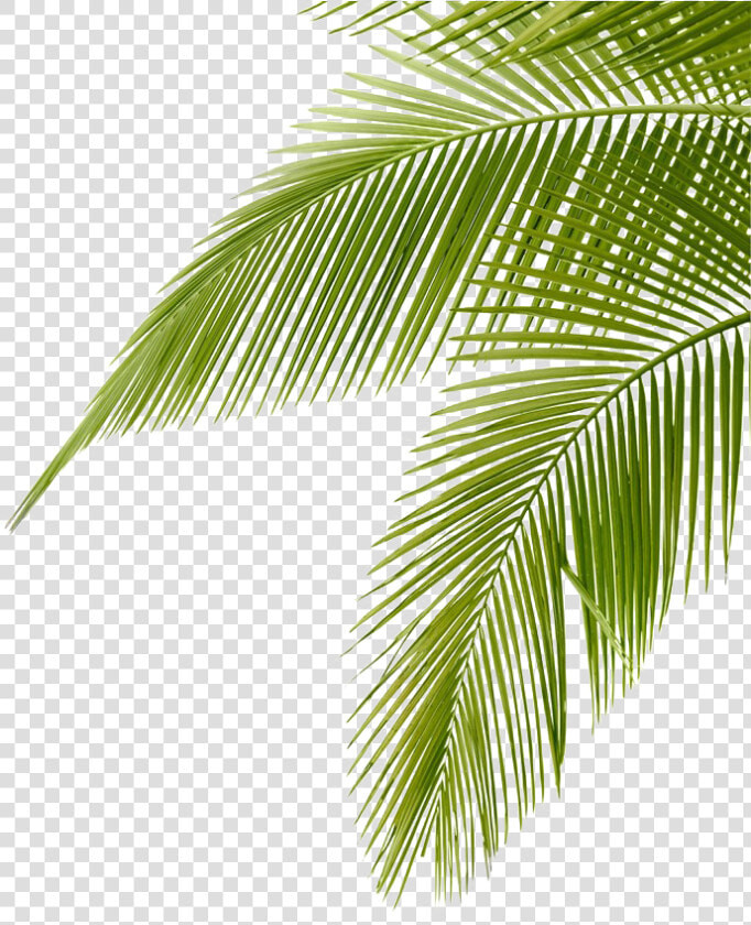 Frond Arecaceae Coconut Leaf Leaves Free Hd Image Clipart   Coconut Leaves  HD Png DownloadTransparent PNG