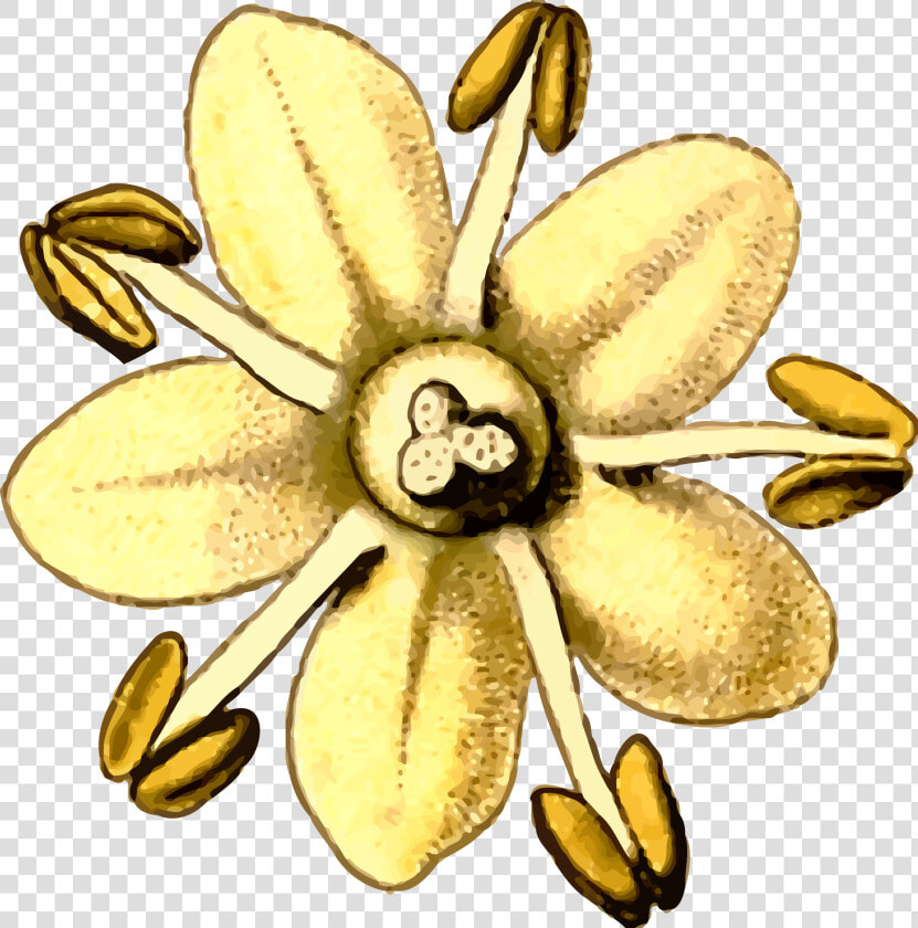 Clip Art Details   Elderflower Clipart  HD Png DownloadTransparent PNG