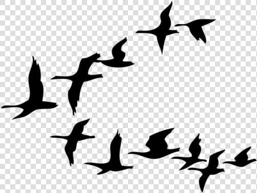 Group Of Birds Png Transparent Images   Cartoon Birds Flying Png  Png DownloadTransparent PNG