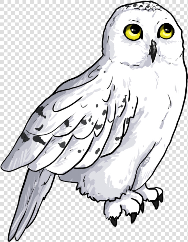 Screech owl  HD Png DownloadTransparent PNG