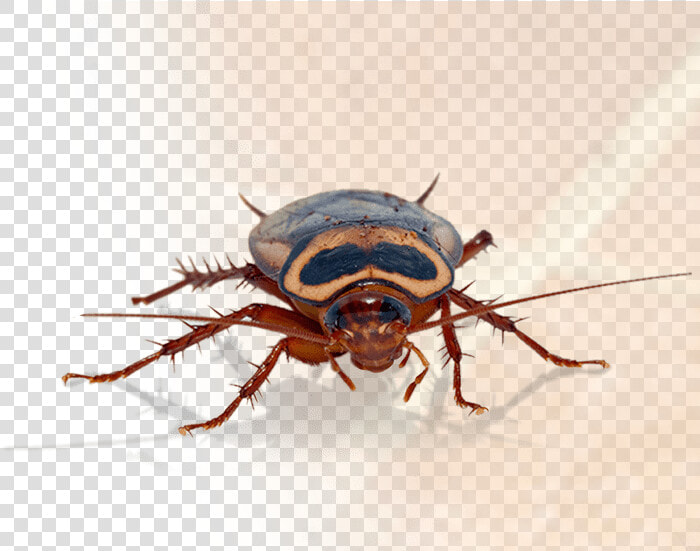 Transparent Pest Png   Big Are Roaches In Texas  Png DownloadTransparent PNG