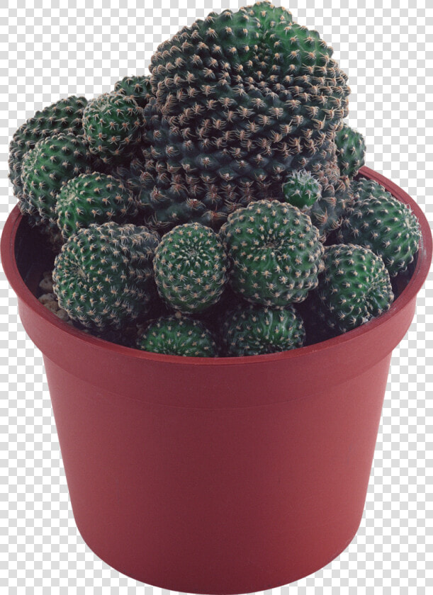 Cactus   Succulents Plant Clear Background  HD Png DownloadTransparent PNG