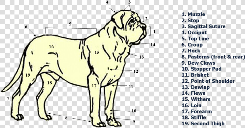 Shar Pei  HD Png DownloadTransparent PNG