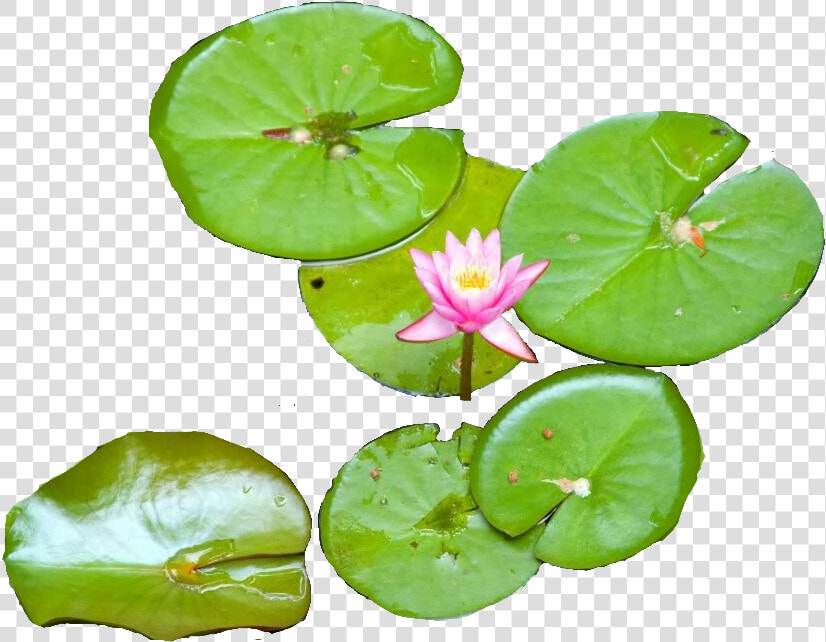 Download Water Lily   Water Lily Top Png  Transparent PngTransparent PNG