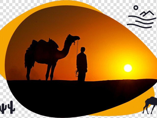 Transparent Camels Clipart   Desert Safari Clipart Png  Png DownloadTransparent PNG