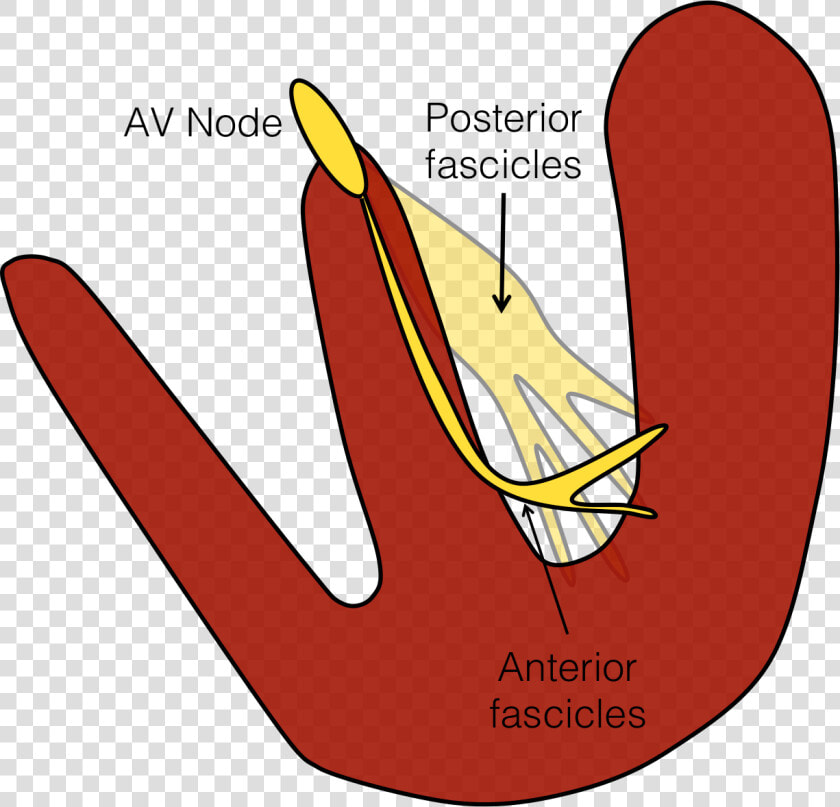 Left Posterior Fascicle Anatomy  HD Png DownloadTransparent PNG