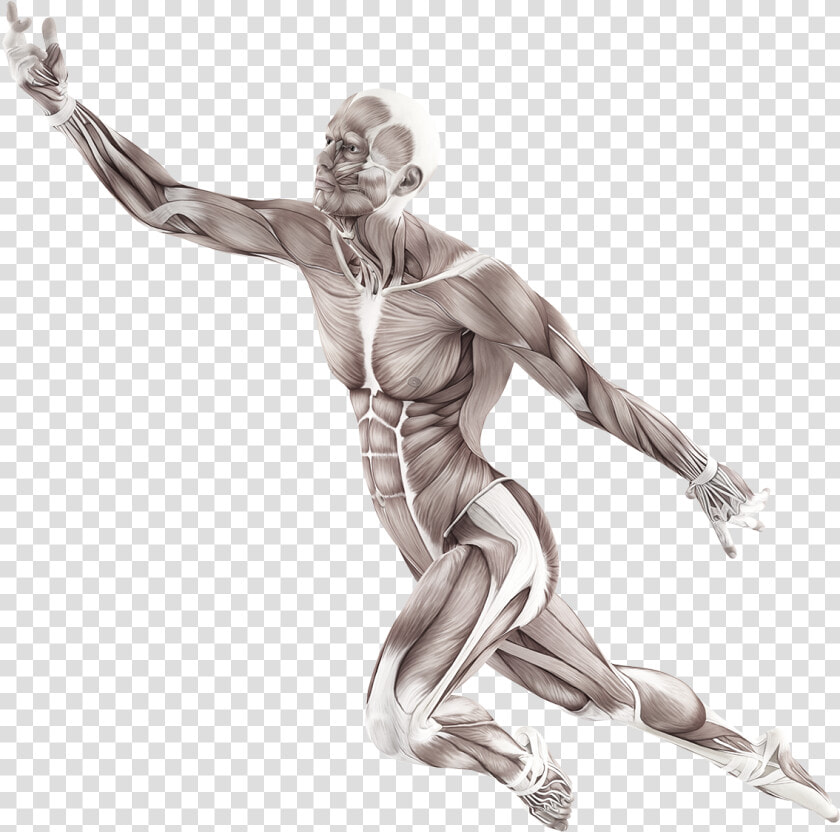 The 4 quadrant Model   Motion Of Human Body  HD Png DownloadTransparent PNG