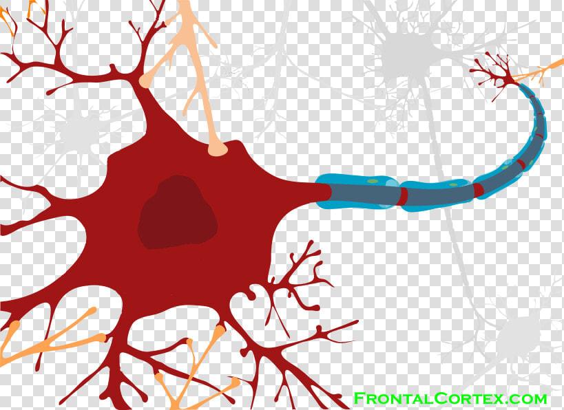 Detailed Structure Of Neuron  HD Png DownloadTransparent PNG