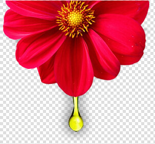 Dahlia   39 bishop Of Llandaff  39   HD Png DownloadTransparent PNG