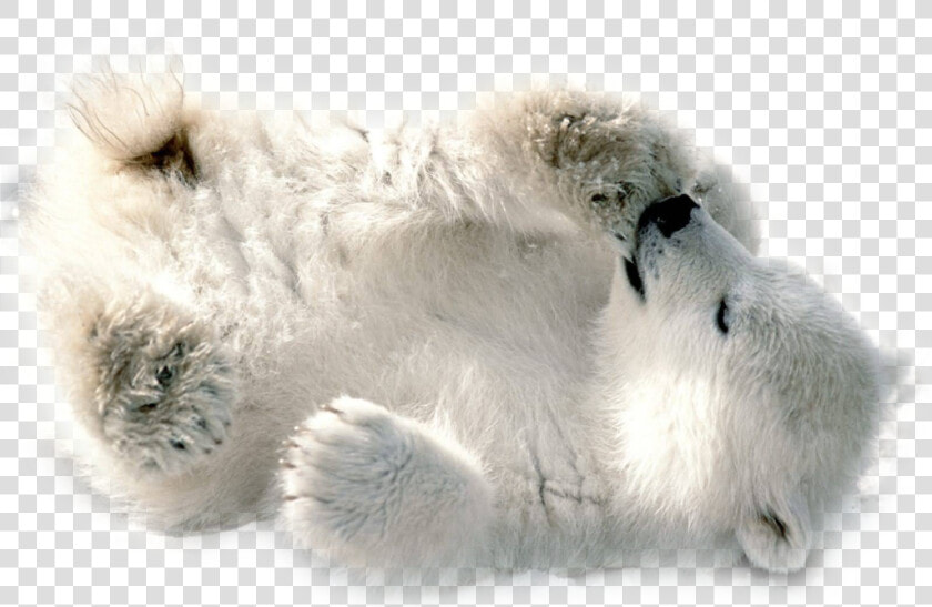 Polar Bear Png Transparent Image   Baby Polar Bear Wallpaper Hd  Png DownloadTransparent PNG