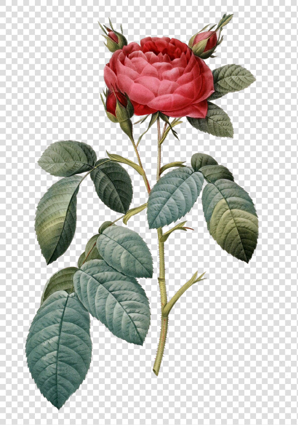 Rose Clipart Botanical   Vintage Flower Png  Transparent PngTransparent PNG