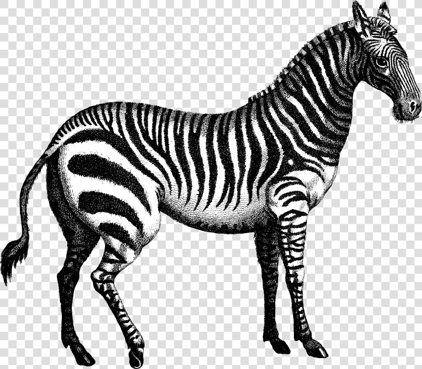 Quagga Marty Zebra   Tiger Horse Chenin Pinot Grigio  HD Png DownloadTransparent PNG