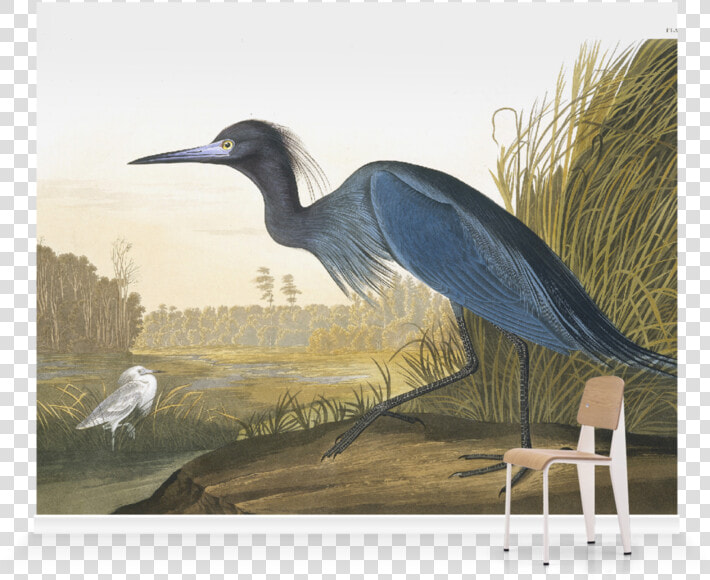 John James Audubon  HD Png DownloadTransparent PNG