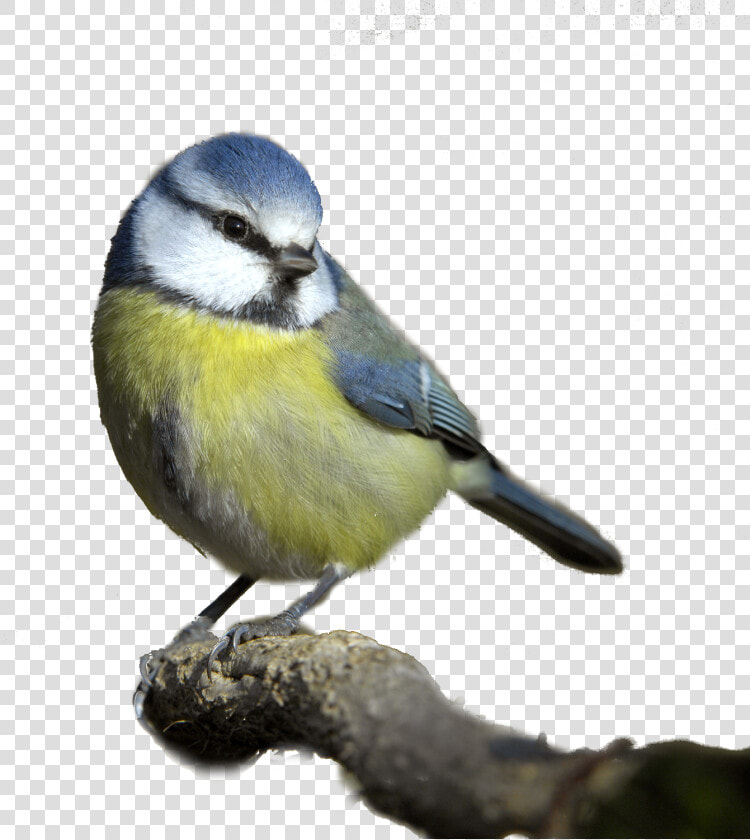 Bird Png   Blue Tit White Background  Transparent PngTransparent PNG