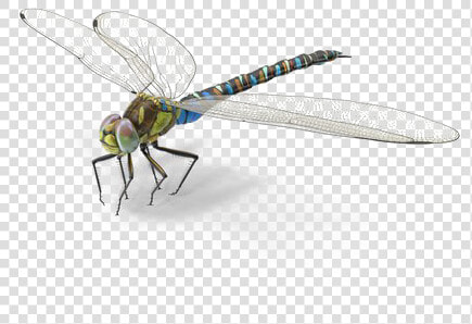 Dragonfly Png Background Image   Transparent Dragonfly Png  Png DownloadTransparent PNG