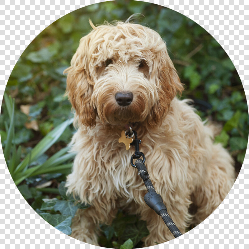 Transparent Goldendoodle Png   Labradoodle  Png DownloadTransparent PNG