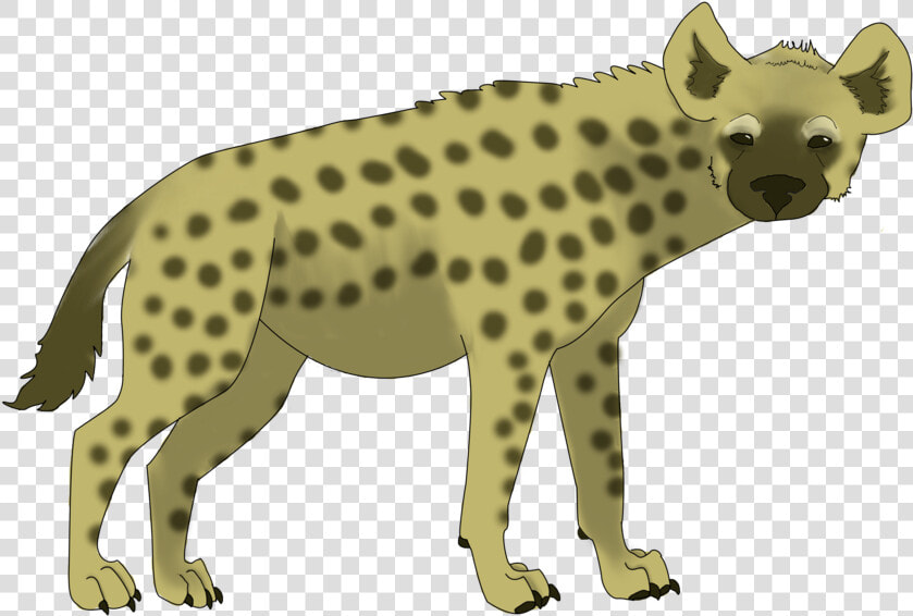 Hyena Png Clipart   Spotted Hyena  Transparent PngTransparent PNG