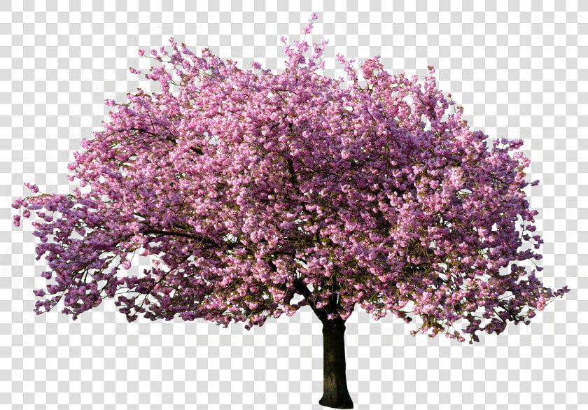 Árbol Floreciendo En Primavera   Transparent Background Blossom Tree Png  Png DownloadTransparent PNG