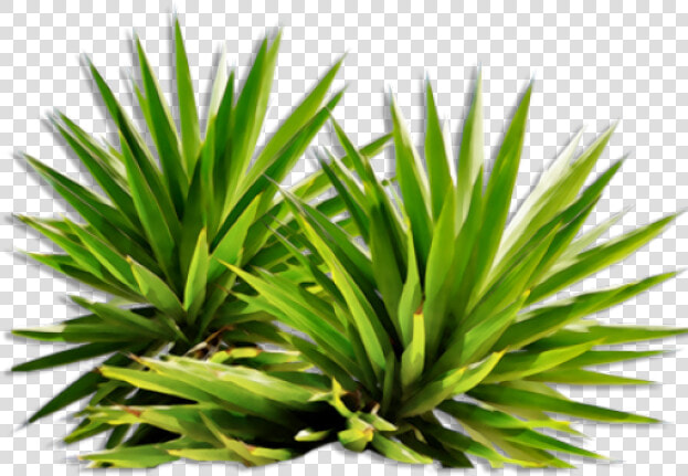 Shrub  Bushes Png Transparent Images   Plants Png  Png DownloadTransparent PNG