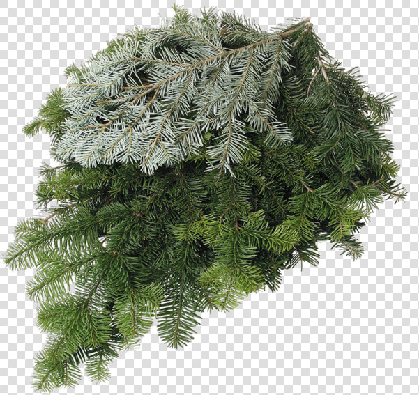 Silver Fir Class   Silver Fir Vs Douglas Fir  HD Png DownloadTransparent PNG