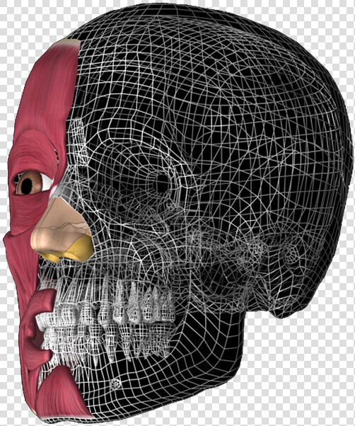 Skull 3d  Anatomy  Anatomy 3d   3d Head Anatomy Illustrations  HD Png DownloadTransparent PNG