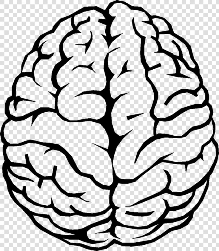 Brain Outline Png Image   Brain Drawing  Transparent PngTransparent PNG