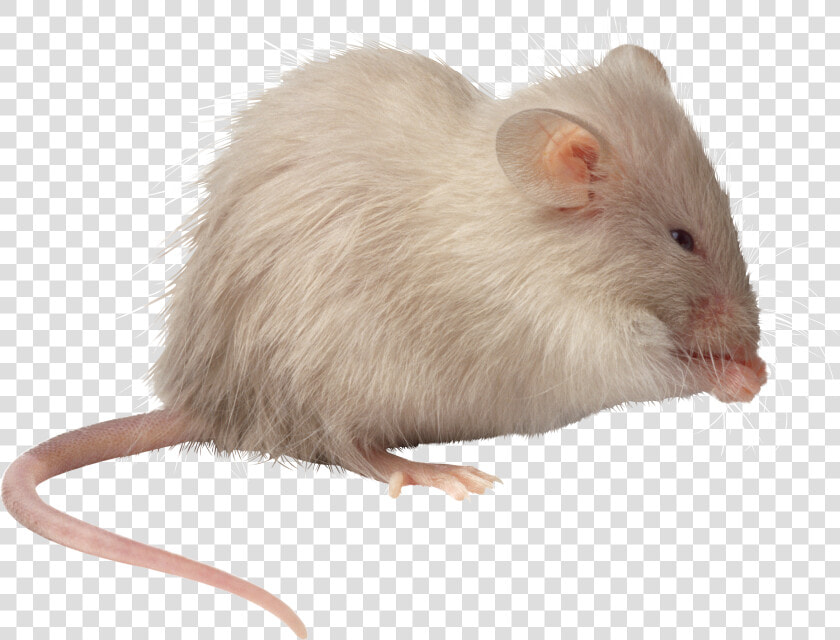 Mouse  Rat Png Image   Methuselah Mice  Transparent PngTransparent PNG