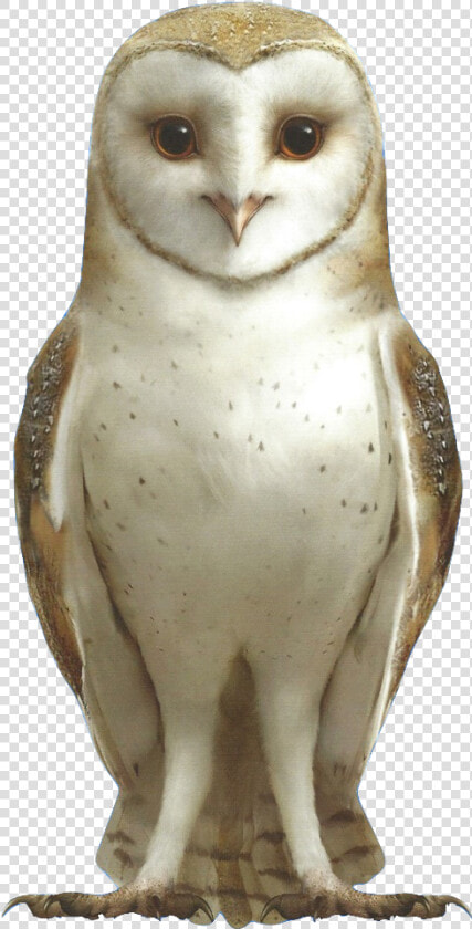 Barn Owl Png  barn Owl   Marella Guardians Of Ga Hoole  Transparent PngTransparent PNG