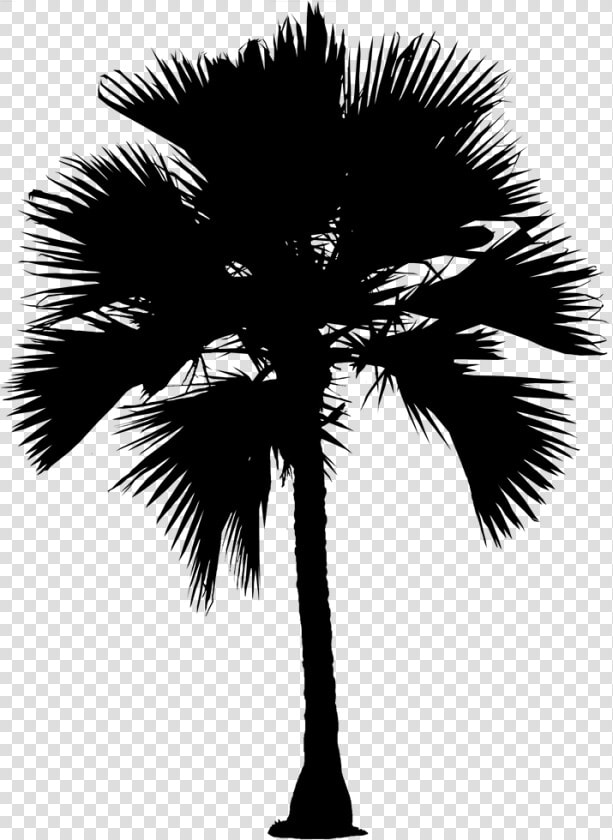 Asian Palmyra Palm Date Palm Silhouette Palm Trees   Palmyra Tree Clipart  HD Png DownloadTransparent PNG