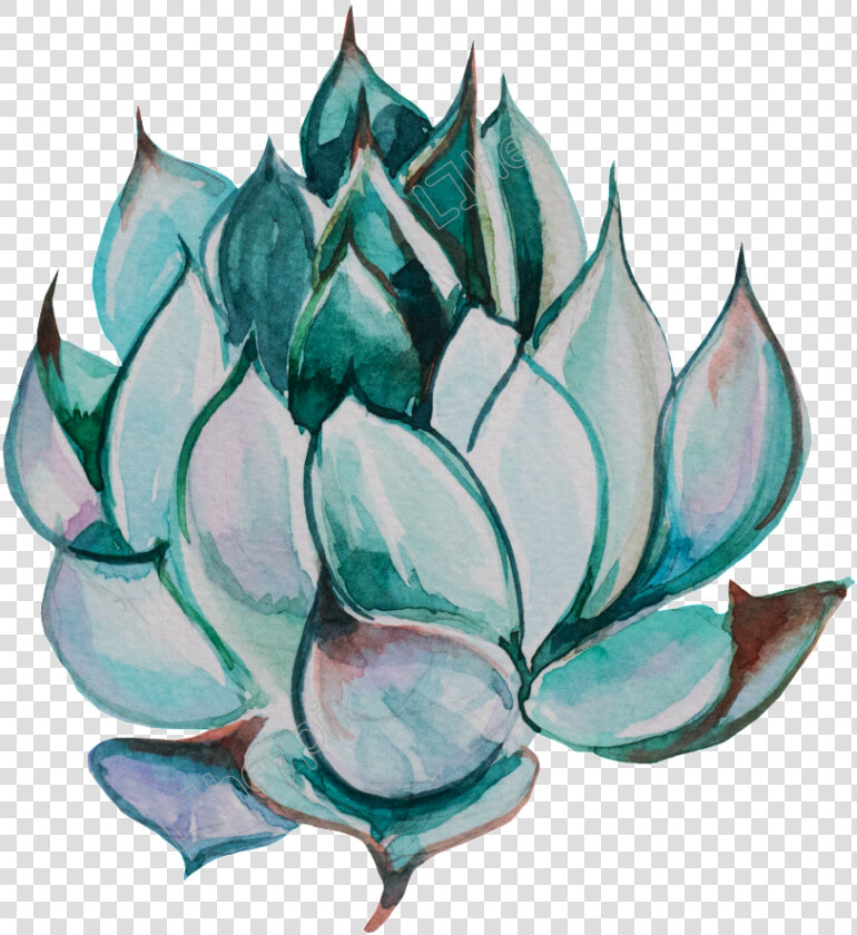 Cute Hand painted Succulents Transparent   Transparent Watercolor Succulent Png  Png DownloadTransparent PNG