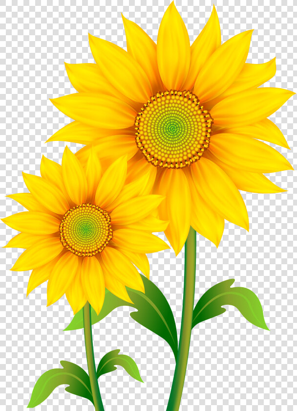 Common Sunflower Clip Art   Transparent Background Sunflower Clipart  HD Png DownloadTransparent PNG