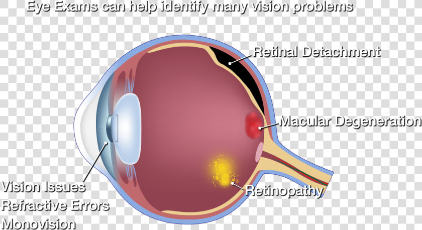 Side View Of Eyeball Side View Of Eyeball   Structure Of The Eye  HD Png DownloadTransparent PNG