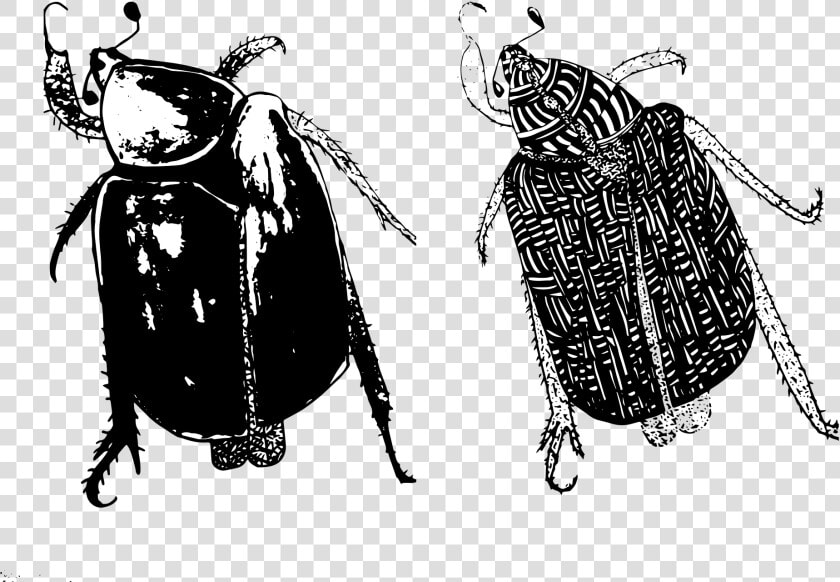 Dung Beetle  HD Png DownloadTransparent PNG