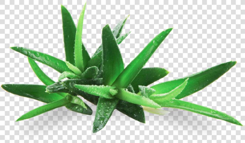 Agave  HD Png DownloadTransparent PNG