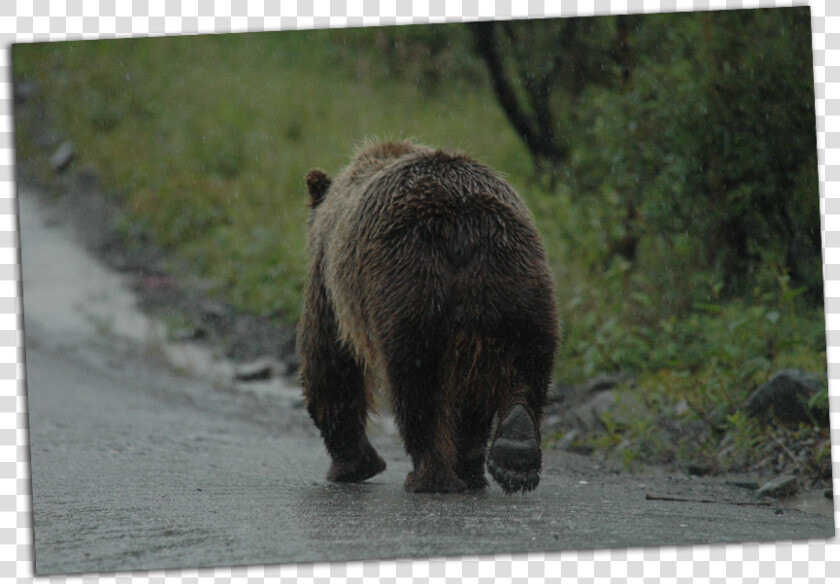 Grizzly Walking Away   Grizzly Bear  HD Png DownloadTransparent PNG