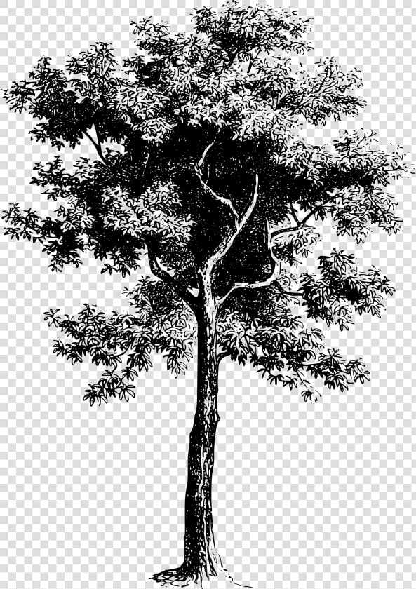 Tree Png Black And White   Vector Tree Black And White Drawing  Transparent PngTransparent PNG