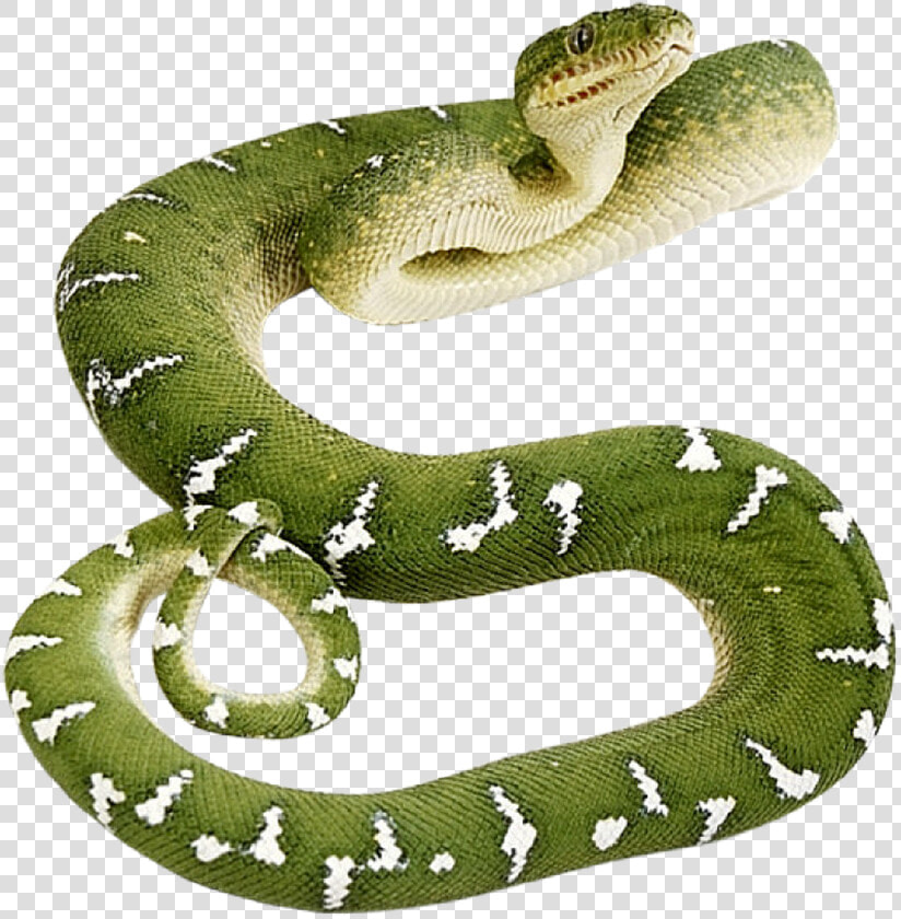 Transparent Snake   Green Anaconda Transparent Background  HD Png DownloadTransparent PNG