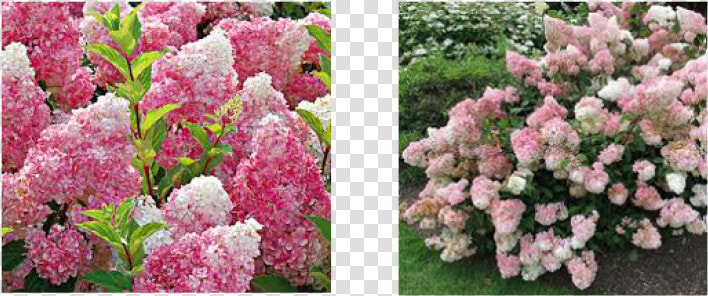 Vanilla Strawberry Hydrangea   Hortensja Bukietowa Vanilla Frise  HD Png DownloadTransparent PNG