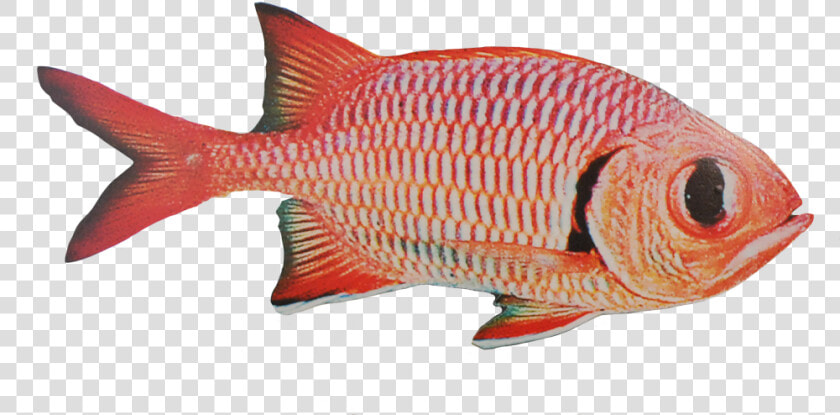 Red Snapper  HD Png DownloadTransparent PNG