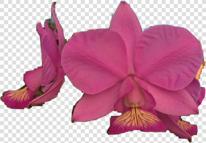 Transparent Orquideas Png   Orchids Of The Philippines  Png DownloadTransparent PNG