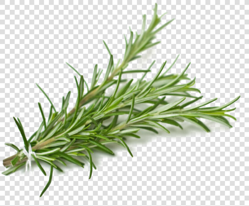 Rosemary Png Background Image   Rosemary Sprig Png  Transparent PngTransparent PNG