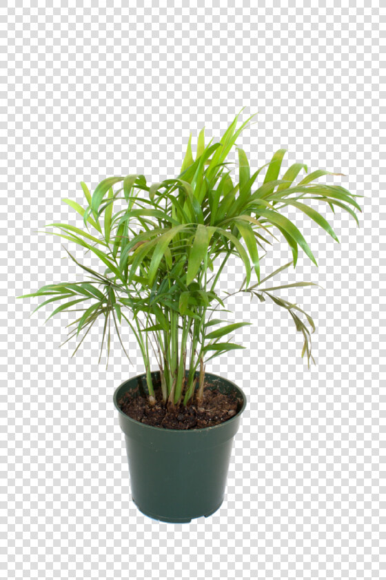 Bamboo House Plant Inspiring Flowerpot Bamboo Houseplant   Bamboo In Pot Hd Png  Transparent PngTransparent PNG