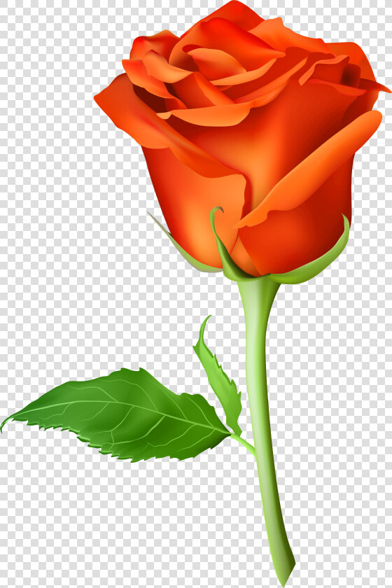 Picsart Rose Png Hd Clipart   Png Download   Picsart Rose Png Hd  Transparent PngTransparent PNG