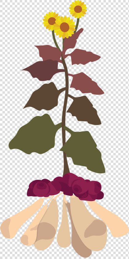 Yacon Plant Illustration   Smallanthus Sonchifolius Yacon  HD Png DownloadTransparent PNG