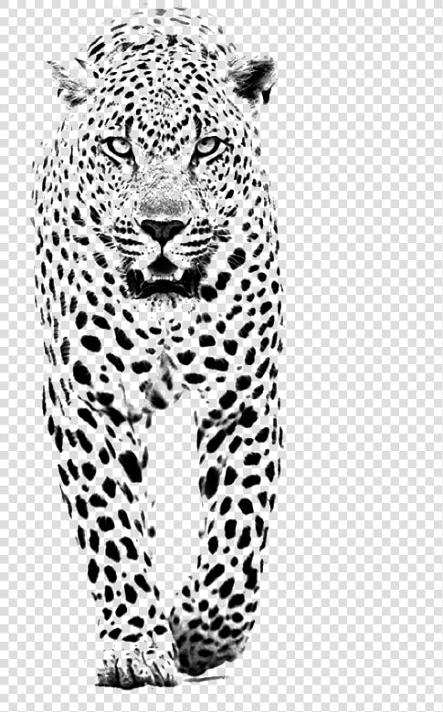 And Jaguar Panther Leopard Tiger Lion Black Clipart   Black And White Spot Animals  HD Png DownloadTransparent PNG