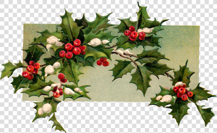 Digital Christmas Holly Download   Vintage Christmas Holly Holly Branch  HD Png DownloadTransparent PNG