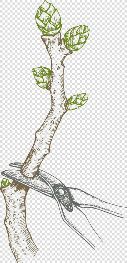 Pruning Blueberry Bush   Pruned Blueberry Bush  HD Png DownloadTransparent PNG