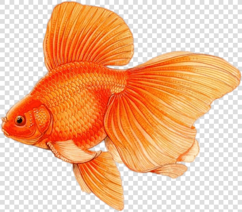 Goldfish With Large Fins Drawing   Pez Dibujo A Color  HD Png DownloadTransparent PNG